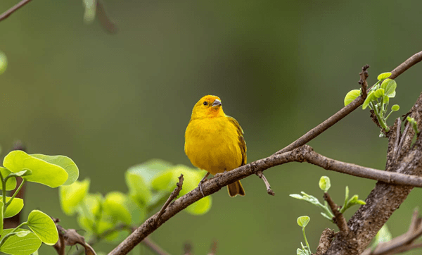 Network Automation with Ansible: canary-first rollout — NetDaemons guide